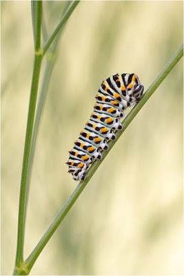 Schwalbenschwanz (Papilio machaon)