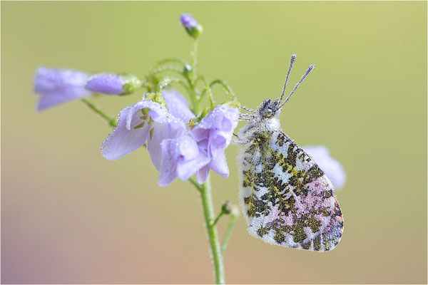 Aurorafalter (Anthocharis cardamines), Männchen, Deutschland, Baden-Württemberg