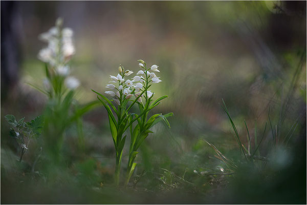 Schwertblättriges Waldvöglein (Cephalanthera longifolia), Schweden,  Farö