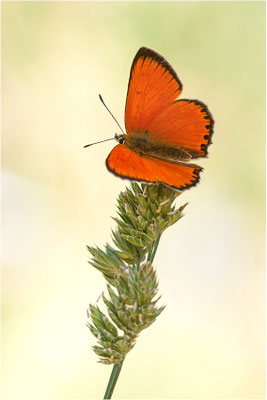 Dukaten-Feuerfalter (Lycaena virgaureae), Männchen, Schweiz, Wallis, 1600m