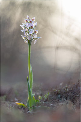 Milchweißes Knabenkraut (Neotinea lactea), Dep. Var, Frankreich