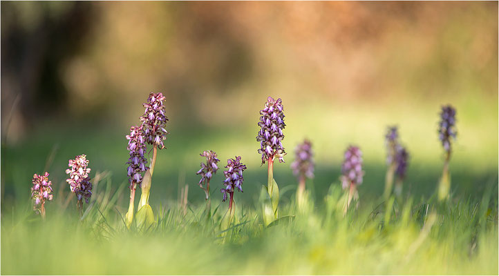 Riesen-Knabenkraut (Himantoglossum robertianum), Provence, Frankreich