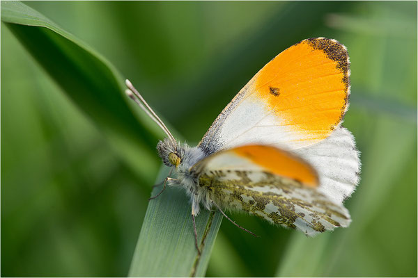 Aurorafalter (Anthocharis cardamines), Männchen, Deutschland, Baden-Württemberg