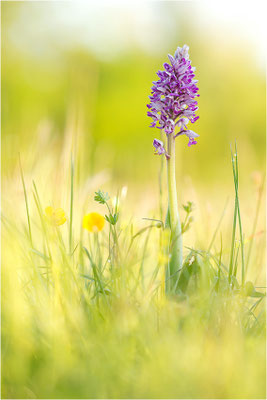 Helm-Knabenkraut (Orchis militaris), Deutschland, Baden-Württemberg, südlicher Oberrhein