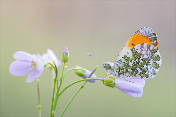 Aurorafalter (Anthocharis cardamines), Männchen, Deutschland, Baden-Württemberg