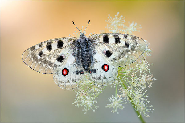 Roter Apollo (Parnassius apollo provincialis), Frankreich, Dep. Alpes-Maritimes