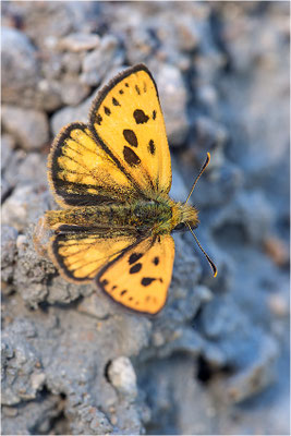 Schwarzfleckiger Golddickkopffalter (Carterocephalus silvicola), Männchen, Schweden, Gotland