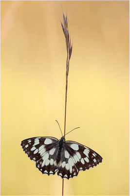 Schachbrettfalter (Melanargia galathea), Weibchen, Frankreich, Ardèche