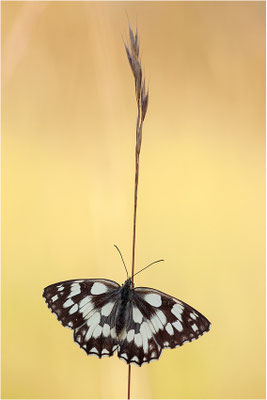 Schachbrettfalter (Melanargia galathea), Weibchen, Frankreich, Ardèche