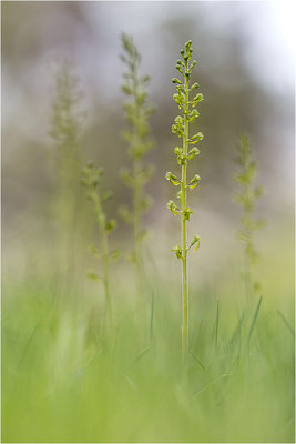 Großes Zweiblatt (Listera ovata), Gotland, Schweden