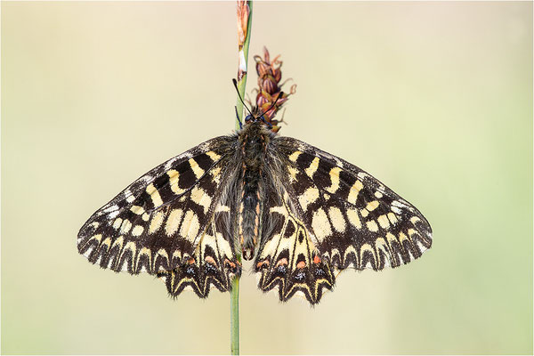 Südlicher Osterluzeifalter (Zerynthia polyxena), Männchen, Frankreich, Ardèche