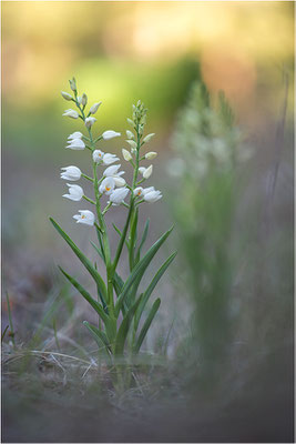 Schwertblättriges Waldvöglein (Cephalanthera longifolia), Schweden,  Farö