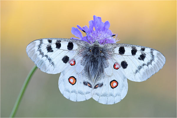 Roter Apollo (Parnassius apollo nivatus), Frankreich, Dep. Jura