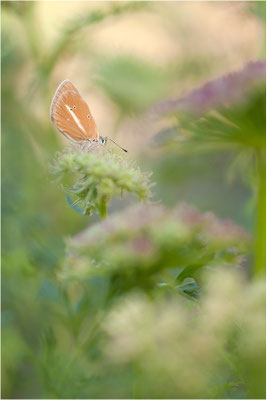 Weißdolch-Bläuling (Polyommatus damon), Weibchen, Schweiz, Wallis