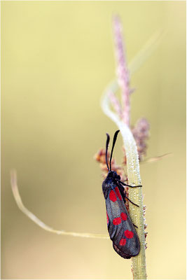 Sechsfleck-Widderchen (Zygaena filipendulae), Frankreich, Ardèche