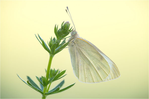 Kleiner Kohlweißling (Pieris rapae), Deutschland, Baden-Württemberg