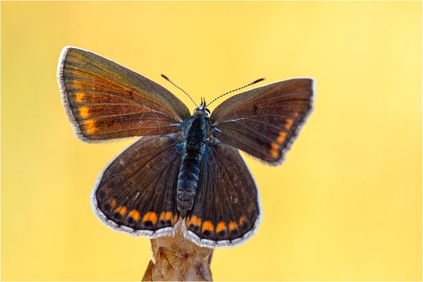 Eschers Bläuling (Polyommatus escheri), Weibchen, Frankreich, Dep. Aveyron