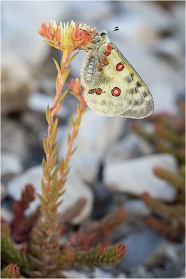 Roter Apollo (Parnassius apollo leovigildus), Frankreich, Dep. Alpes-de-Haute-Provence