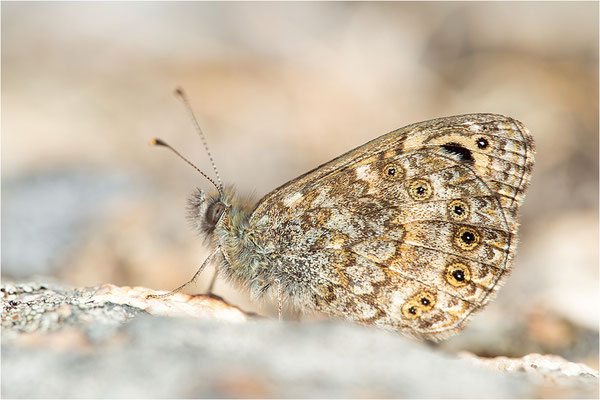 Korsischer Mauerfuchs (Lasiommata paramegaera), Korsika, Frankreich