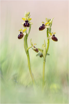 Ophrys passionis, Bouches-du-Rhône