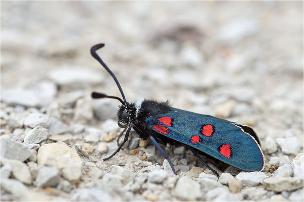 Lavendel-Widderchen (Zygaena lavandulae), Frankreich, Dep. Drôme