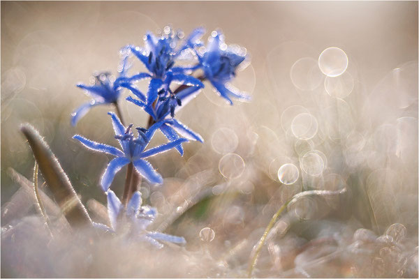 Zweiblättriger Blaustern (Scilla bifolia), Deutschland, Baden-Württemberg