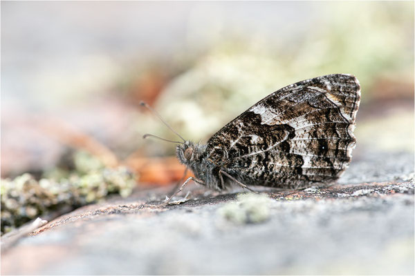Rostbinde (Hipparchia semele), Aland, Finnland