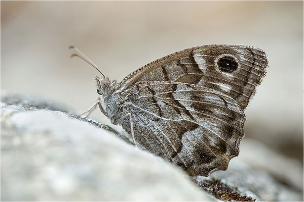 Hipparchia fidia, Frankreich Dep. Var