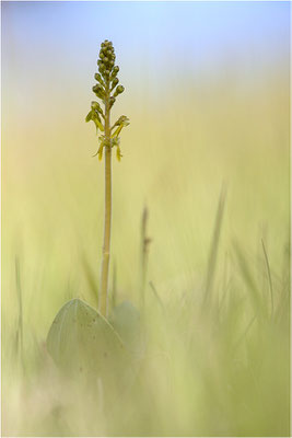 Großes Zweiblatt (Listera ovata), Baden-Württemberg, Deutschland