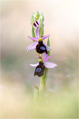 Ophrys aurelia, Bouches-du-Rhône