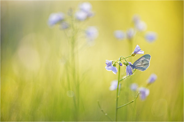 Tintenfleck-Weißling (Leptidea sinapis bzw. juvernica), Deutschland, Baden-Württemberg