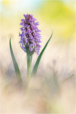 Fleischfarbene Fingerwurz (Dactylorhiza incarnata), Schweden, Gotland