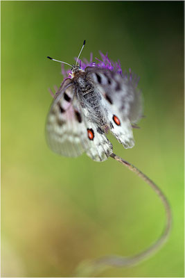 Roter Apollo (Parnassius apollo calmensis), Schweiz, Kanton Fribourg