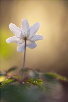 Buschwindröschen (Anemone nemorosa), Deutschland, Baden-Württemberg