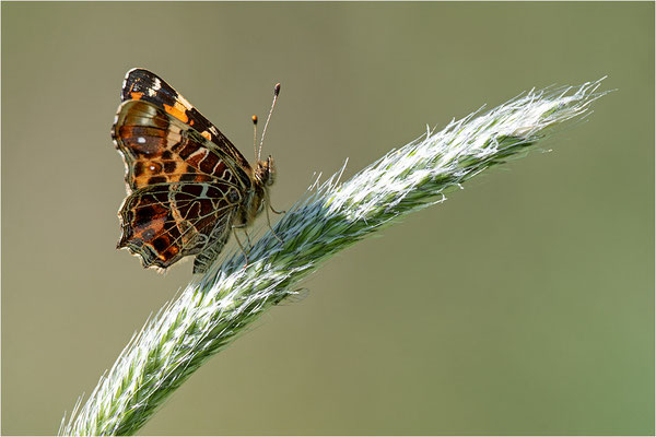 Landkärtchen (Araschnia levana), Frühjahrsform, Deutschland, Baden-Württemberg