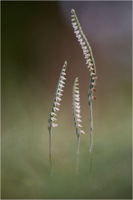 Herbst-Drehwurz (Spiranthes spiralis), Frankreich, Alsace