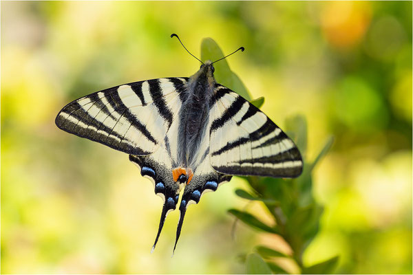 Segelfalter (Iphiclides podalirius), Frankreich, Aveyron
