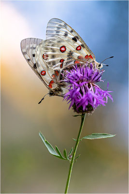 Roter Apollo (Parnassius apollo leovigildus), Frankreich, Dep. Alpes-de-Haute-Provence