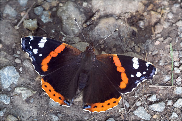 Admiral (Vanessa atalanta), Deutschland, Baden-Württemberg