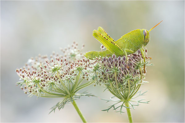 Ägyptische Wanderheuschrecke (Anacridium aegyptium), Larve, Frankreich, Drôme