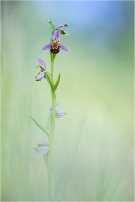 Bienen-Ragwurz (Ophrys apifera), Südlicher Oberrhein, Baden-Württemberg