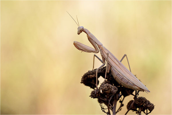 Europäische Gottesanbeterin (Mantis religiosa), Weibchen, Deutschland, Baden-Württemberg