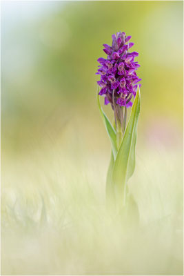 Fleischfarbene Fingerwurz (Dactylorhiza incarnata), Schweden, Gotland