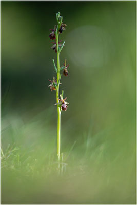 Ophrys x royanensis (=drumana x insectifera), Frankreich, Dep. Isere