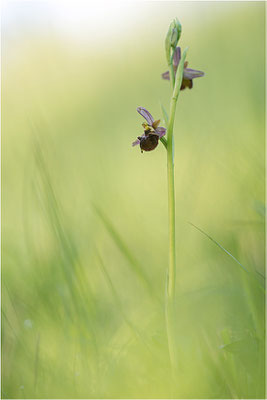 Hybride aus Spinnen- und Hummel-Ragwurz (Ophrys x aschersonii), Südlicher Oberrhein, Baden-Württemberg