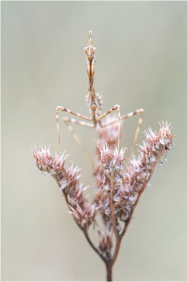 Hauben-Fangschrecke (Empusa pennata), Larve, Frankreich, Ardéche
