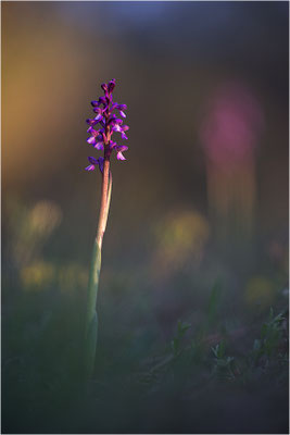 Kleine Hundswurz (Anacamptis morio picta), Dep. Var, Frankreich