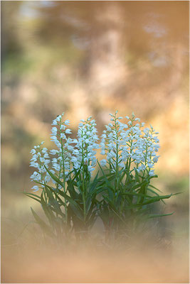 Schwertblättriges Waldvöglein (Cephalanthera longifolia), Schweden,  Farö