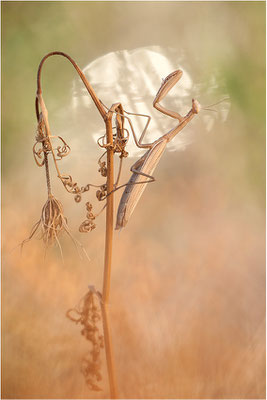 Europäische Gottesanbeterin (Mantis religiosa), Weibchen, Deutschland, Baden-Württemberg