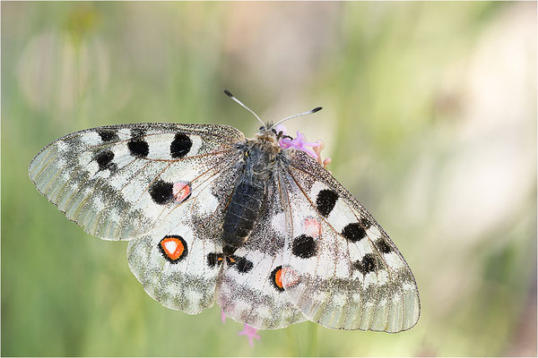 Roter Apollo (Parnassius apollo substitutus), Frankreich, Savoyen